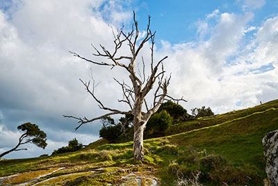 Flinders Island