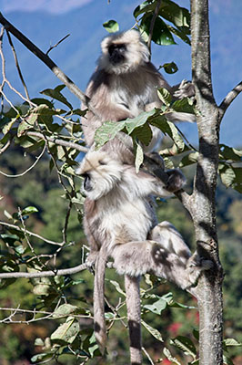 Monkey
