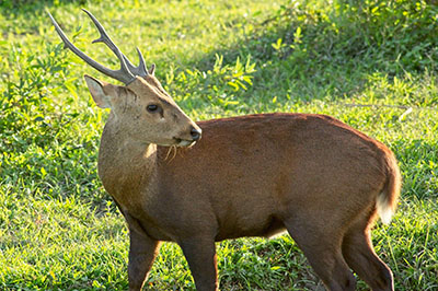 Deer