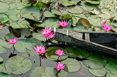 Water Lilies